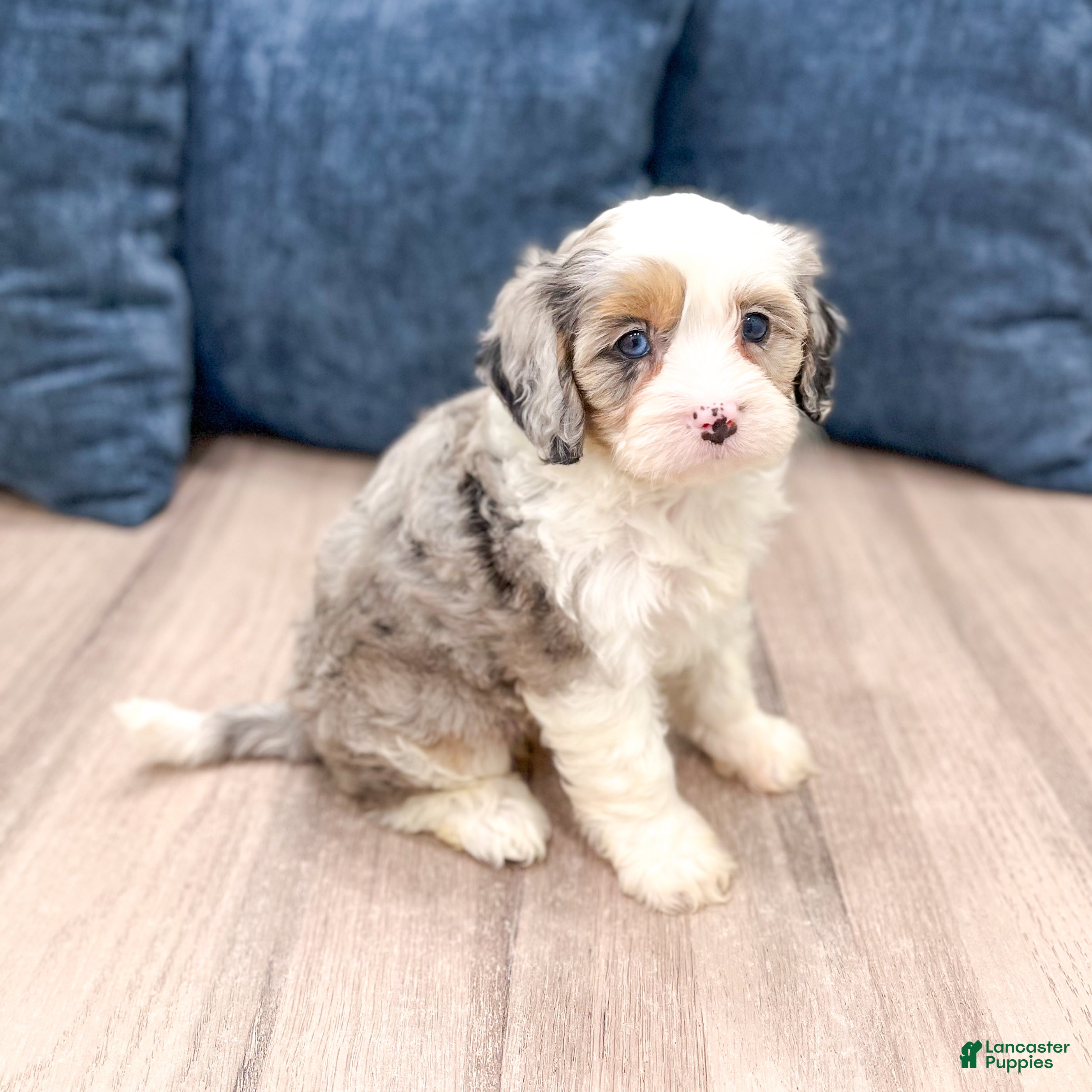 Cavapoo dogs Jewel - Ad 2