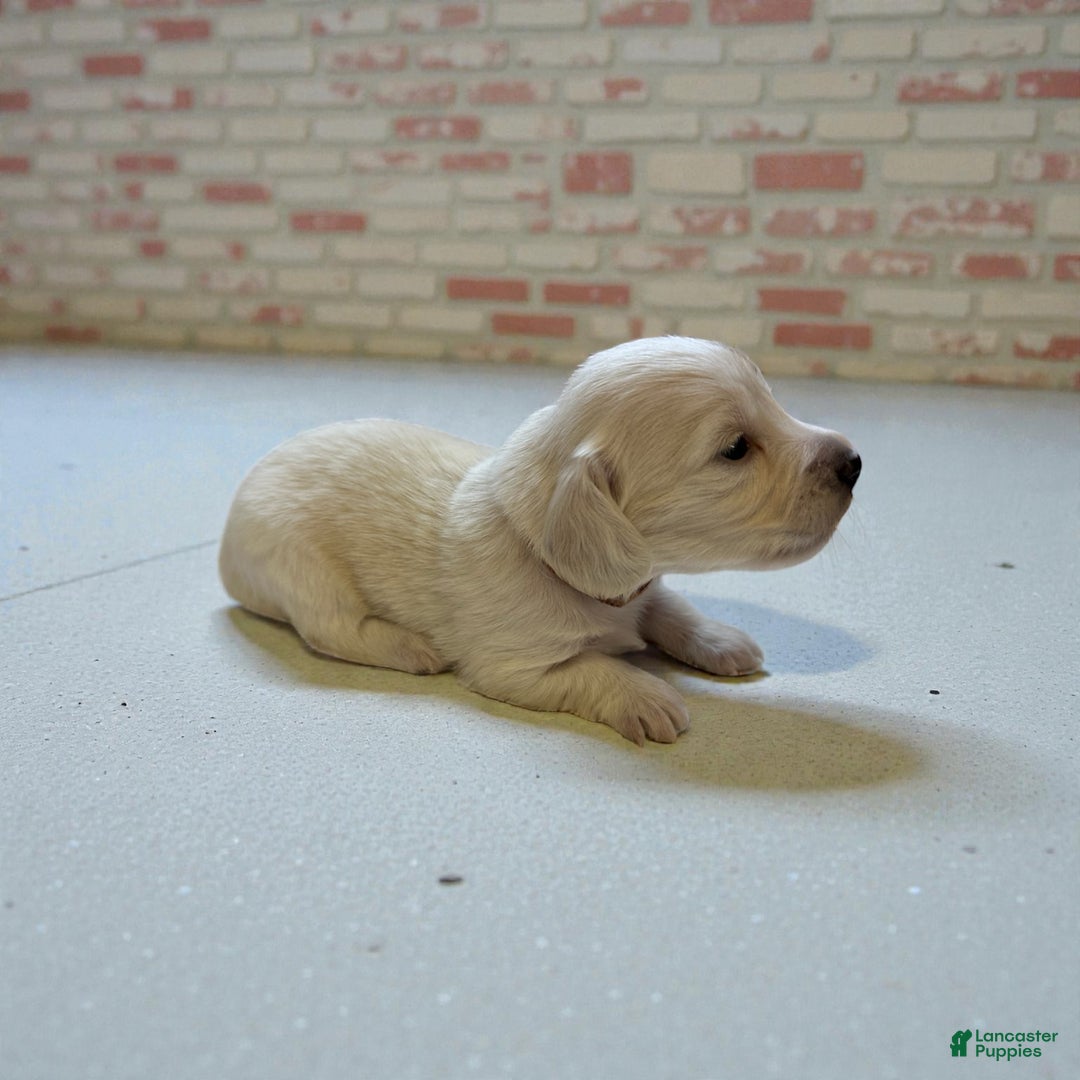 Miniature Dachshund dogs for sale: Levi - Ad 4