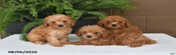 Toy Poodle dogs for sale: Dolly - Ad 5