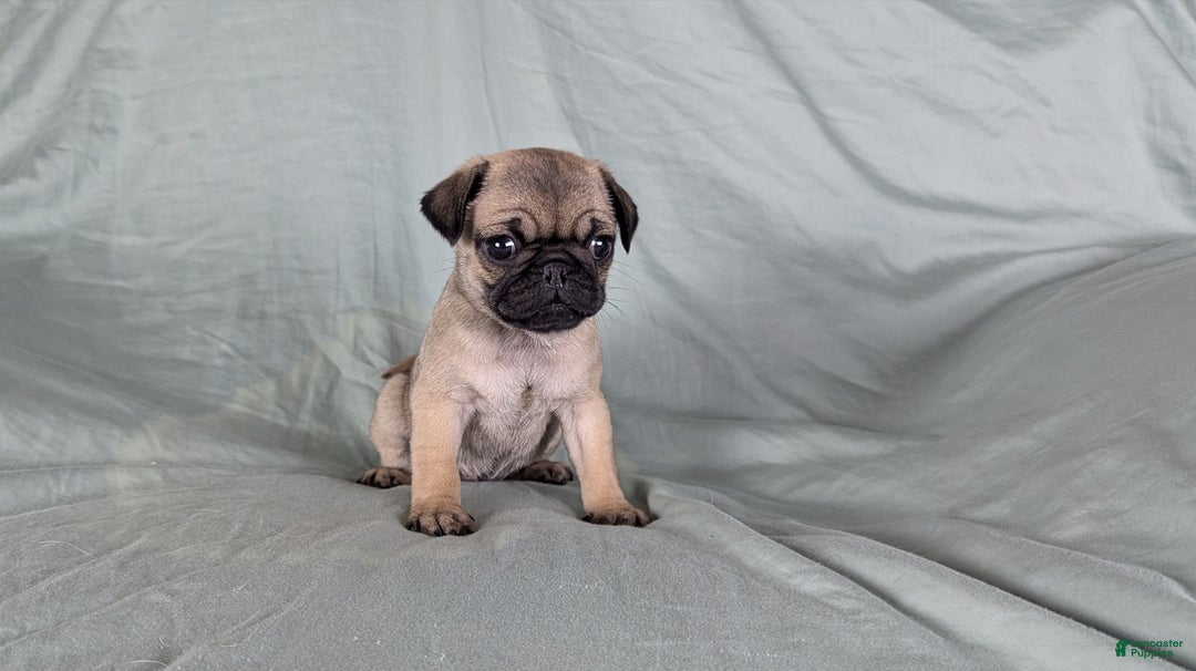 Pug dogs for sale: Bandit - Ad 3