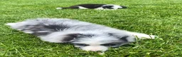 Mixed Breed dogs for sale: Max - Ad 7