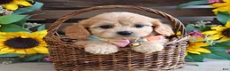 Cavachon dogs for sale: Tabby - Ad 2