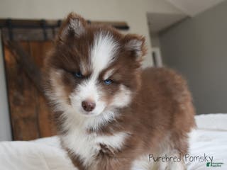 Pomsky dogs Hopper - Ad 1