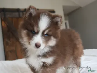 Pomsky dogs Hopper - Ad 2