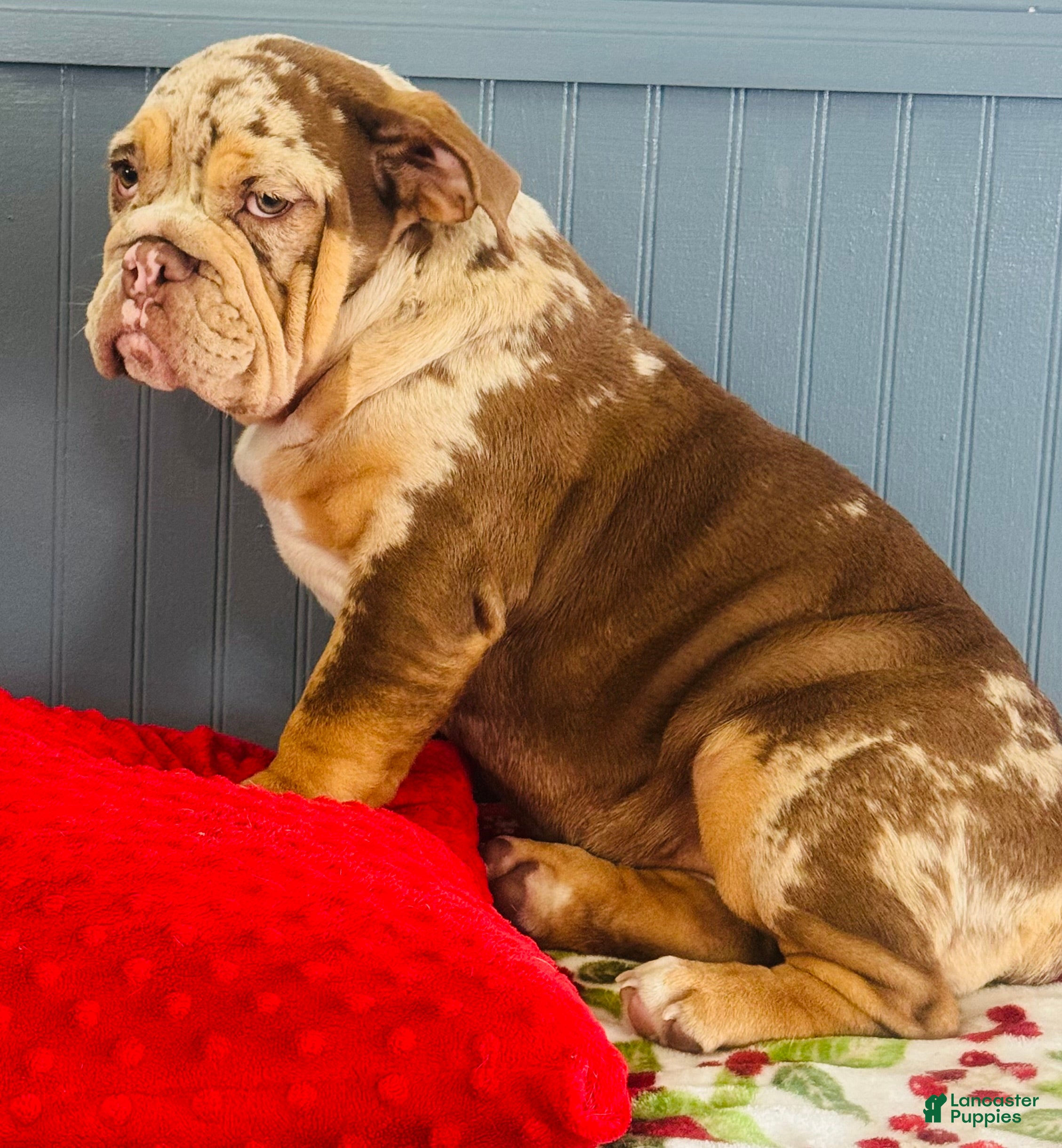 English Bulldog dogs Miley  - Ad 26