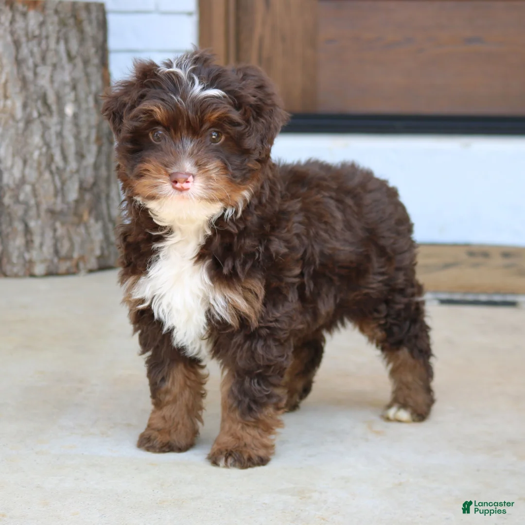 Mini Bernedoodle dogs for sale: Storm  - Ad 2