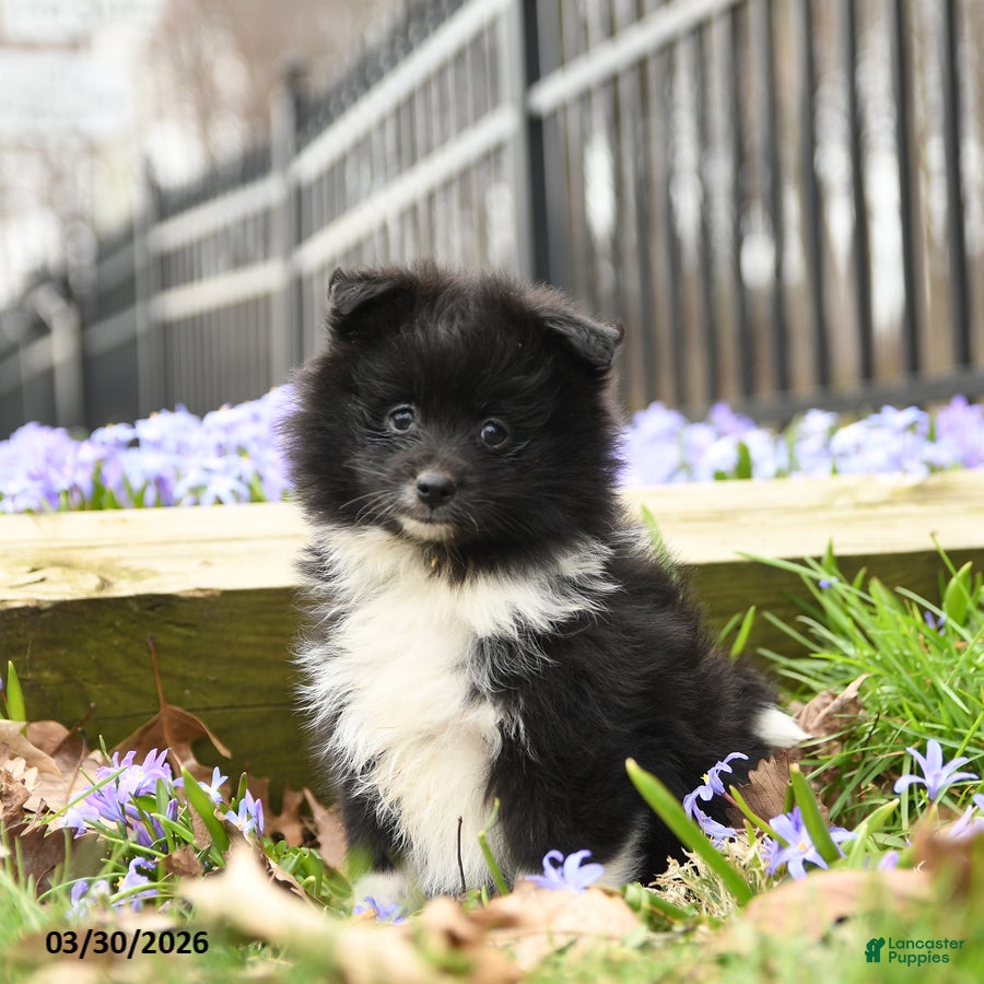 Pomeranian dogs Beauty - Ad 1