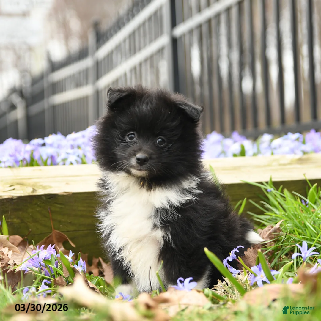 Pomeranian dogs for sale: Beauty - Ad 1