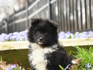 Pomeranian dogs for sale: Beauty - Ad 2