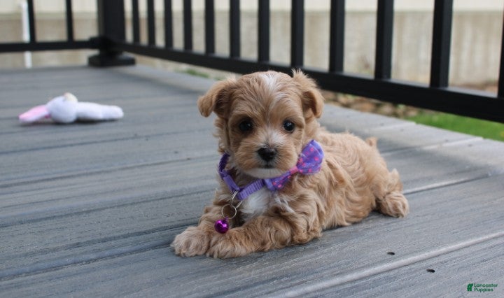 Maltipoo dogs Bella - Ad 1