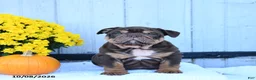 English Bulldog dogs for sale: Chaz - Ad 5