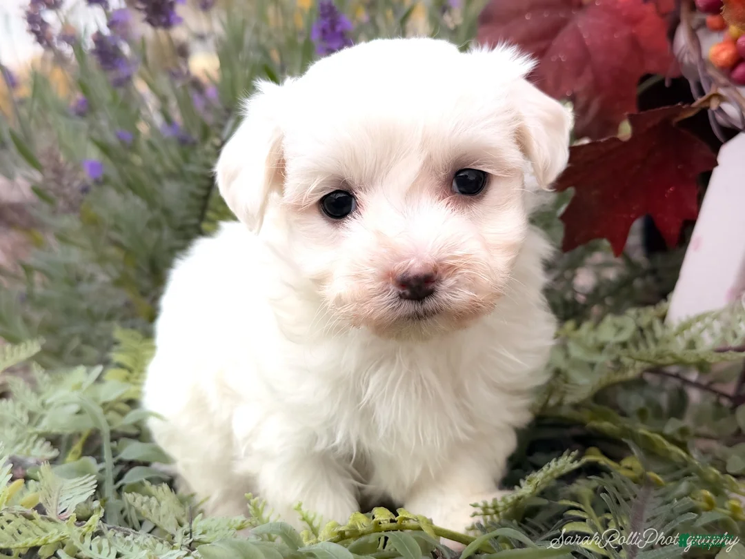 Maltese dogs for sale:  Tilly - Ad 1
