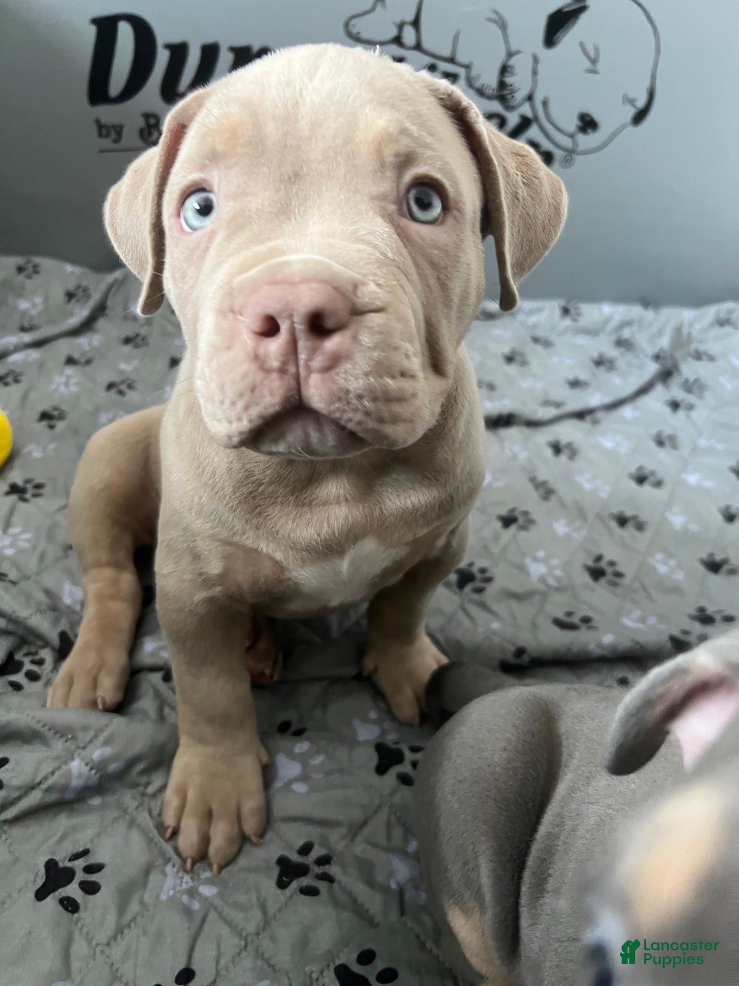 American Bully dogs for sale: Louis - Ad 6