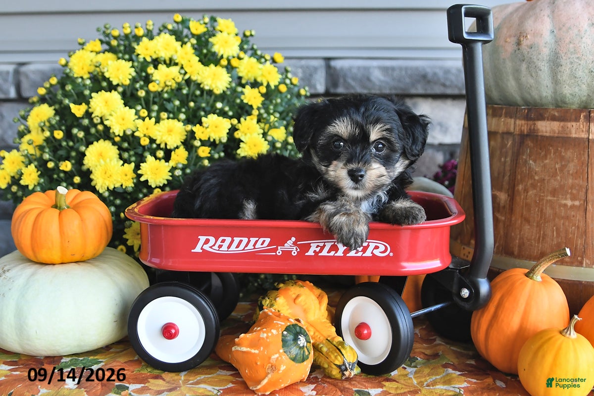 Yorkiepoo dogs Ashley - Ad 1