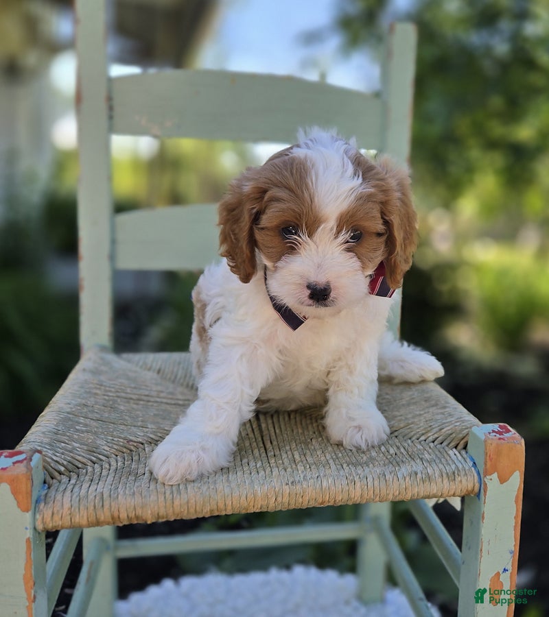 Cavapoo dogs Randy - Ad 2