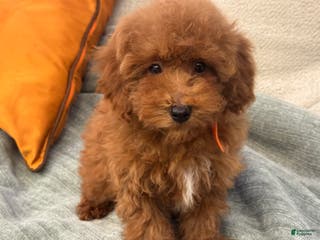 Toy Poodle dogs Banana - Ad 37
