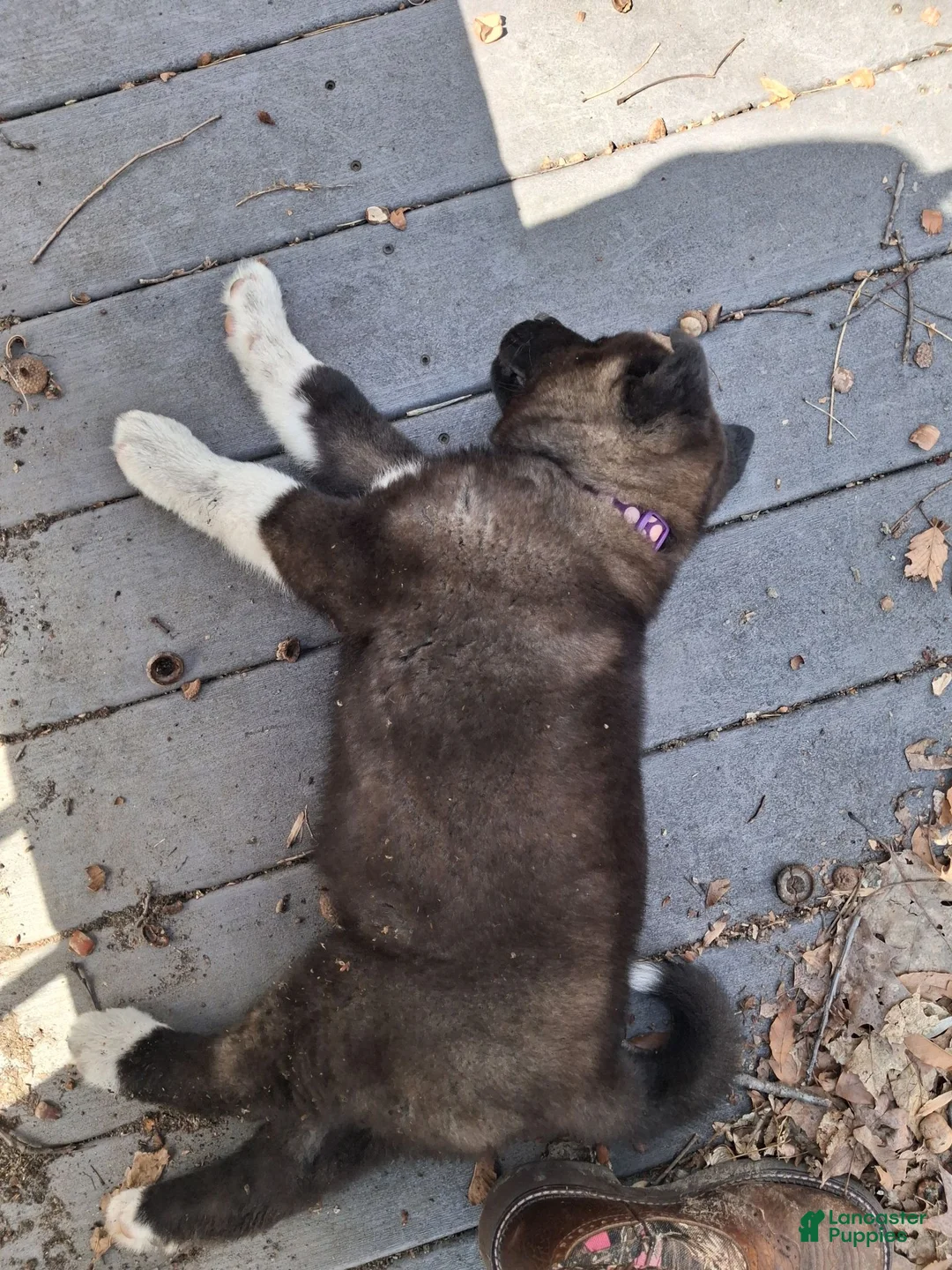Akita dogs for sale: Yuki the Akita! - Ad 36