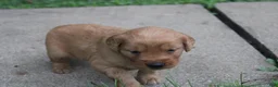Golden Retriever dogs for sale: Golden Retriever 2 - Ad 6