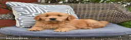 Golden Retriever dogs for sale: Melissa  - Ad 4
