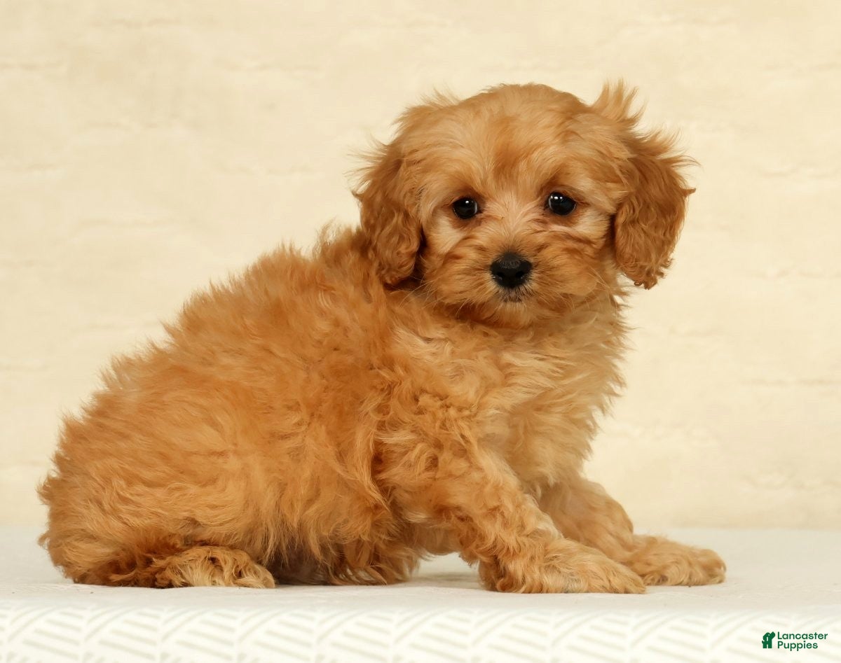 Cockapoo dogs Diesel - Ad 2