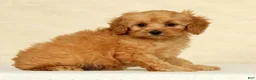 Cockapoo dogs for sale: Diesel - Ad 2