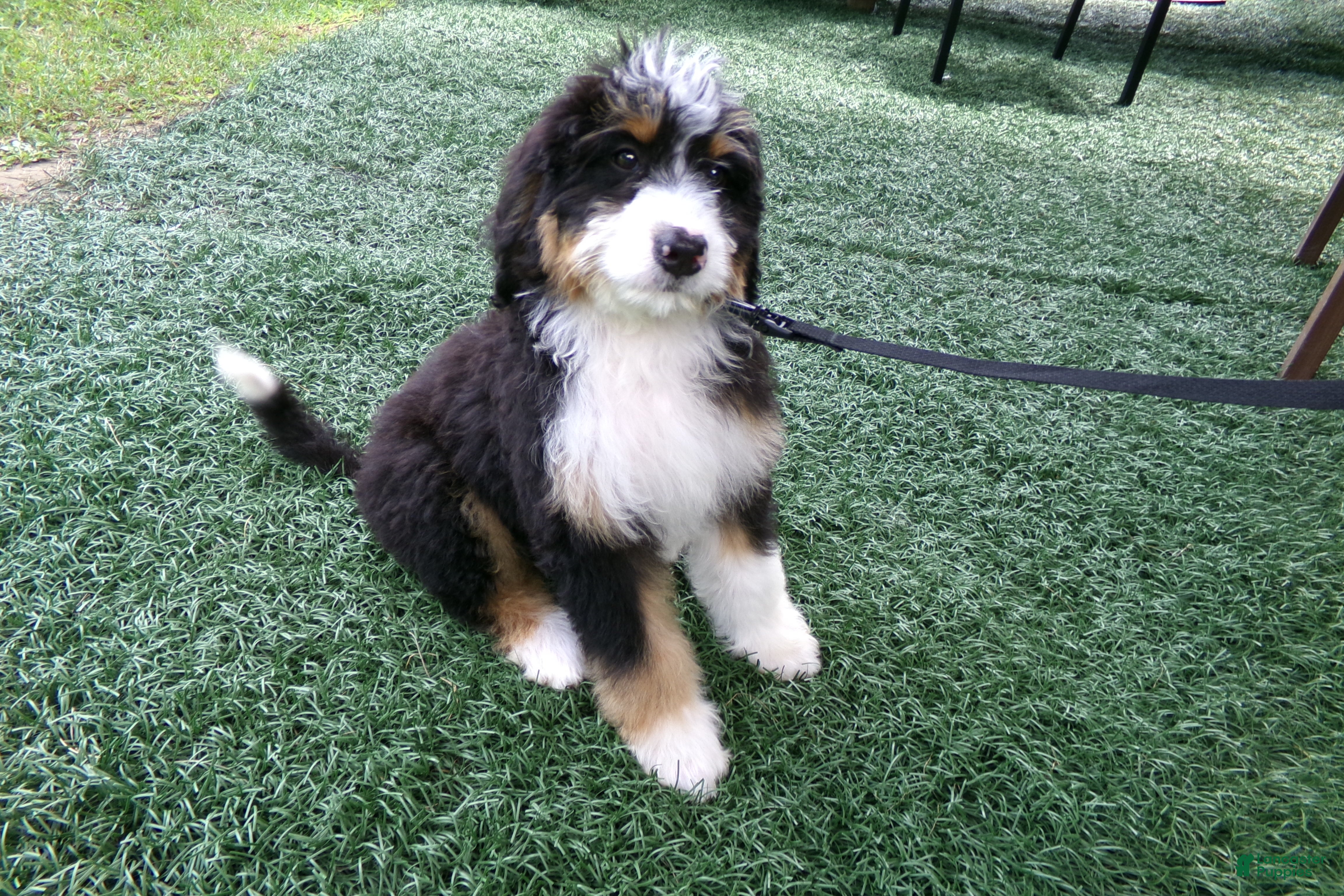 Mini Bernedoodle dogs Beth - Ad 2
