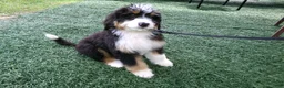 Mini Bernedoodle dogs for sale: Beth - Ad 2