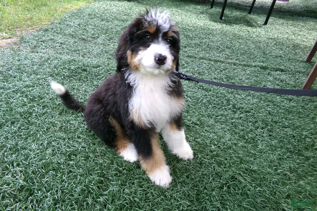 Mini Bernedoodle dogs for sale: Beth - Ad 2