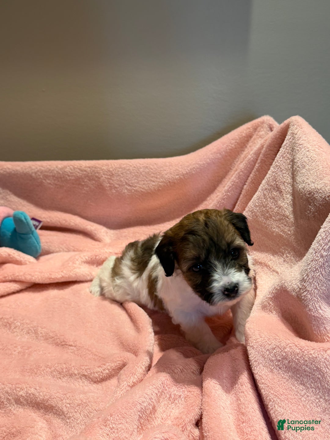 Pomapoo dogs for sale: Brooklyn - Ad 5