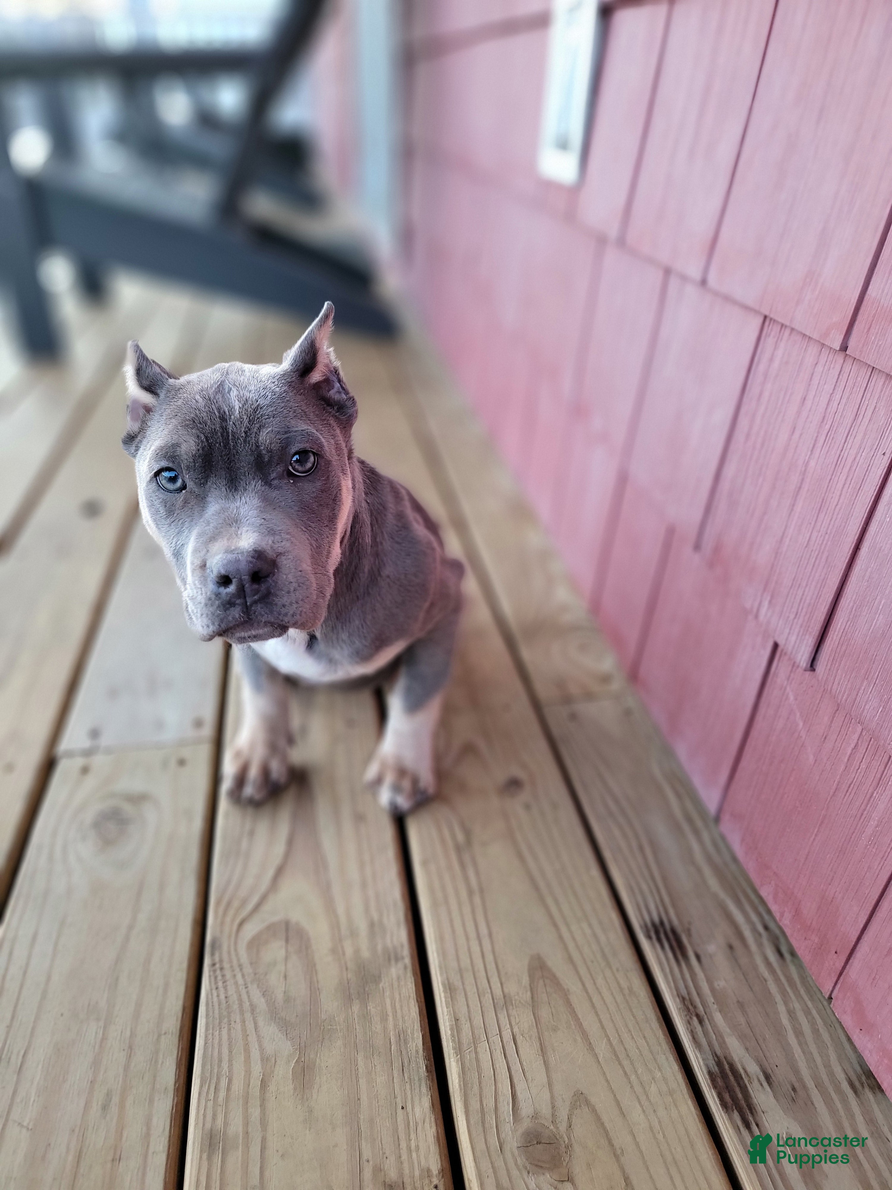American Bully dogs American Bully Puppy 2 - Ad 32