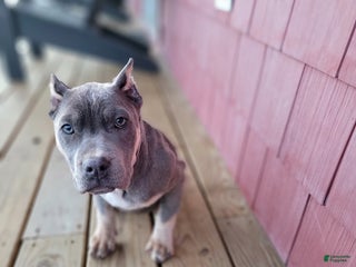 American Bully dogs American Bully Puppy 2 - Ad 32