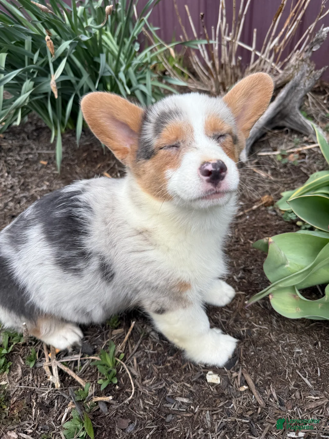 American Corgi dogs for sale: American Corgi Puppy 6 - Ad 2