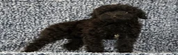 Yorkiepoo dogs for sale: Zack - Ad 9