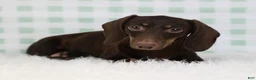 Miniature Dachshund dogs for sale: Théo 🥝 - Ad 7