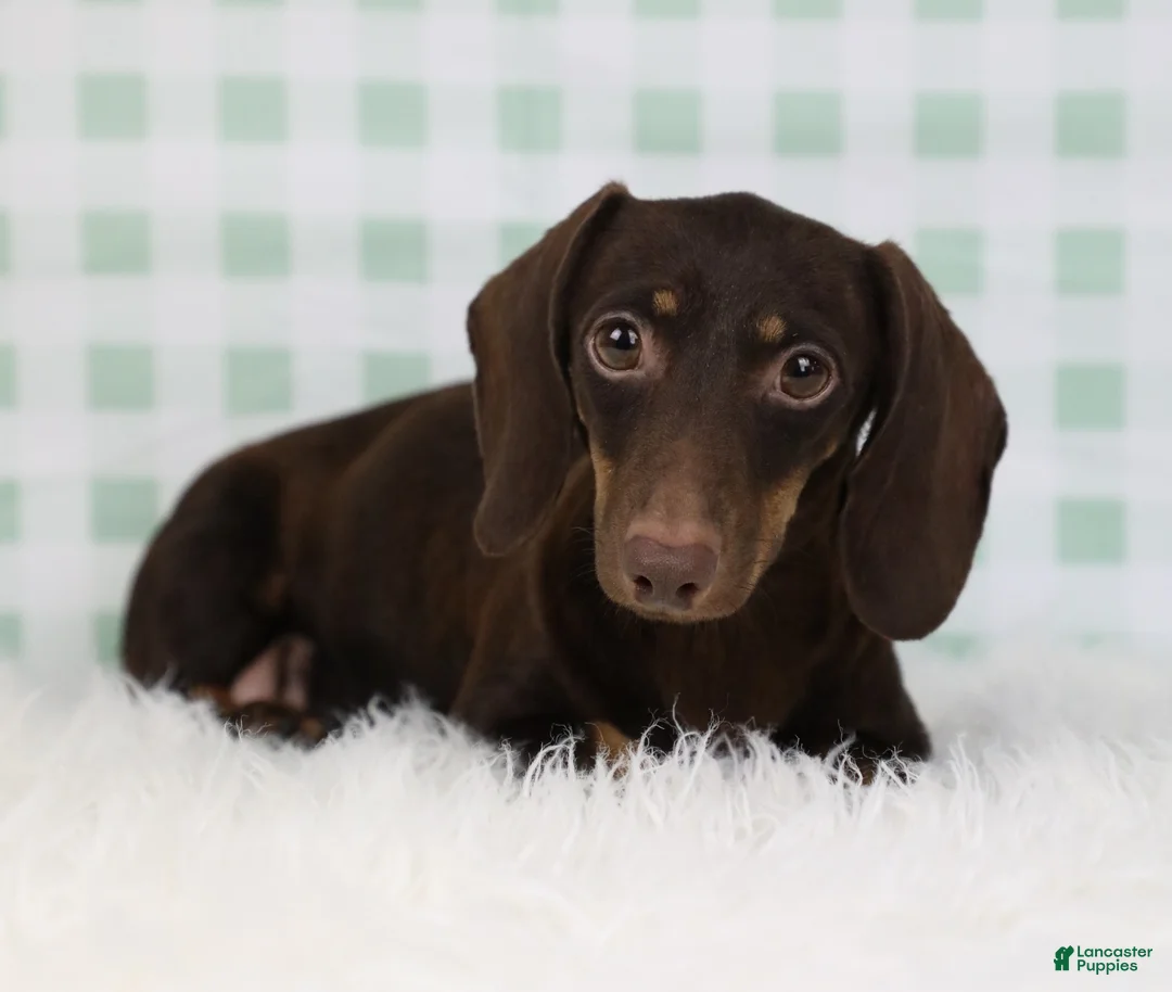 Miniature Dachshund dogs for sale: Théo 🥝 - Ad 7