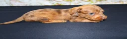 Miniature Dachshund dogs for sale: Zelda - Ad 6