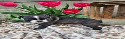 Boston Terrier dogs for sale: Nova - Ad 7