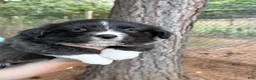 Mixed Breed dogs for sale: Black collar boy  - Ad 15