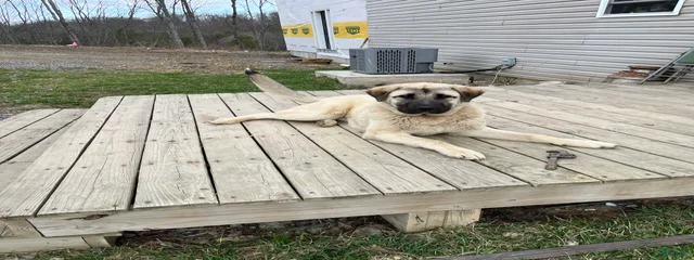 Biscuit