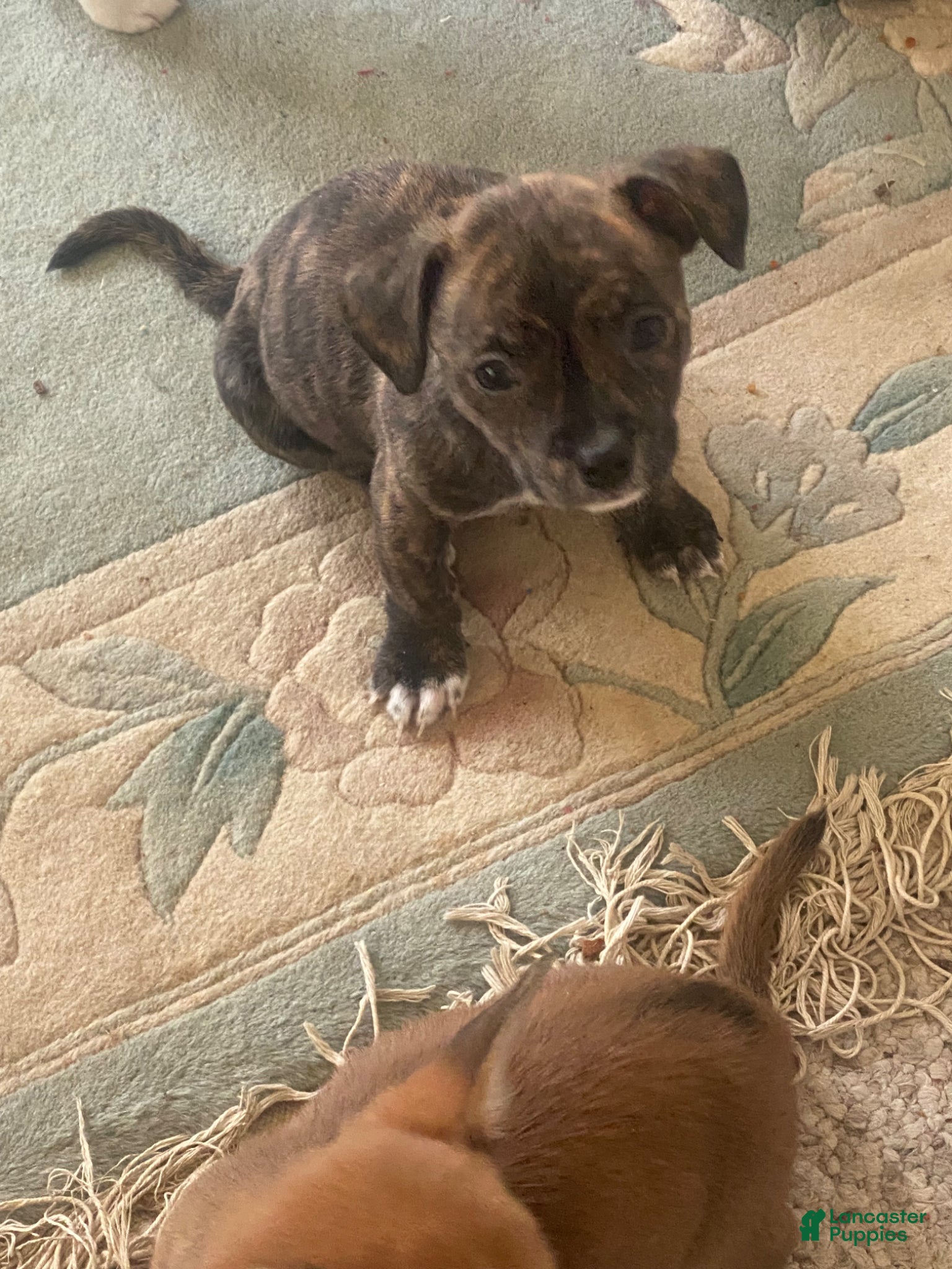 Mixed Breed dogs brindle baby chihuahua runt  - Ad 36
