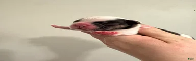 Full Fluffy Pied
