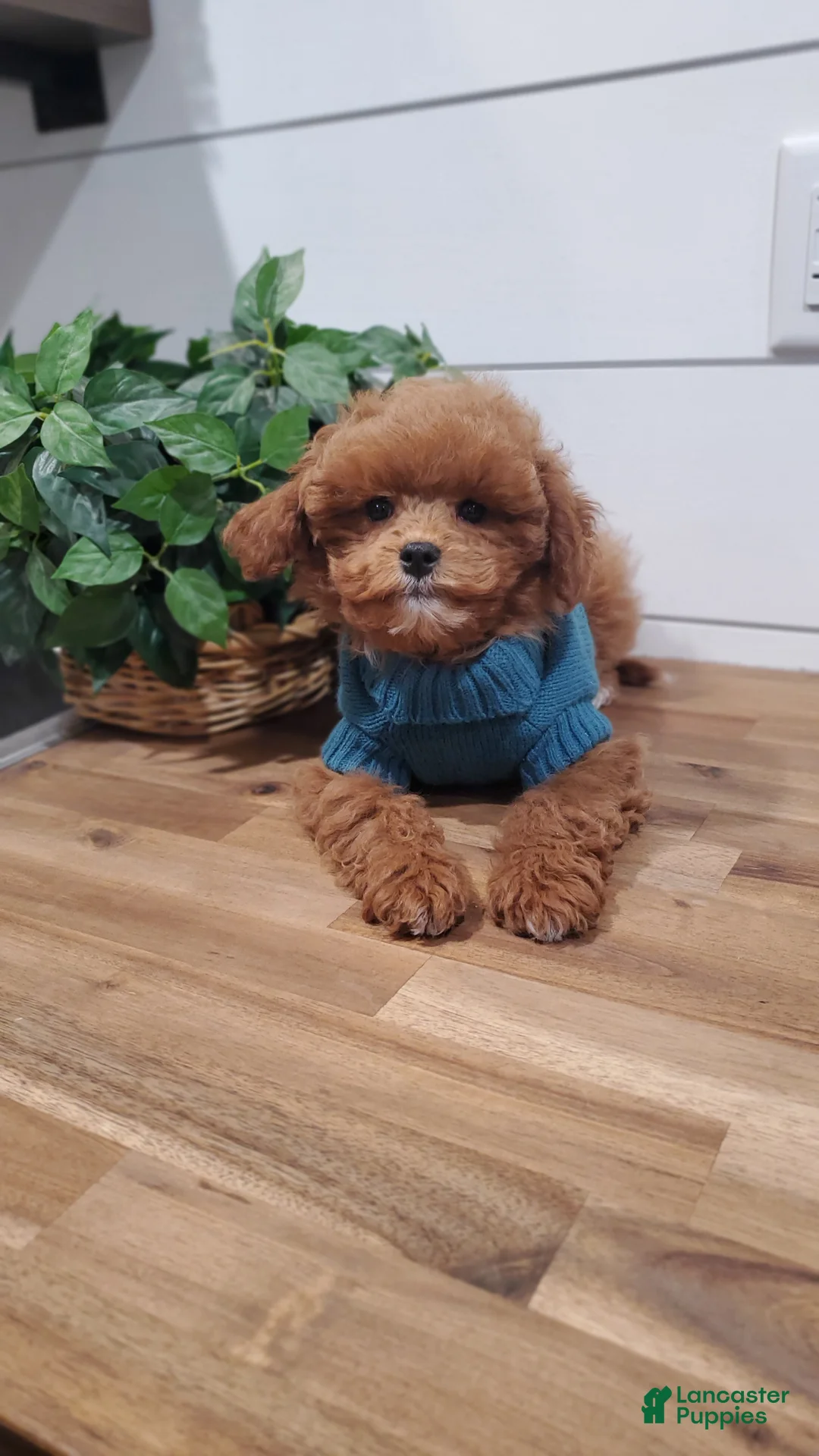 Cavapoo dogs for sale: Tiny - Ad 2