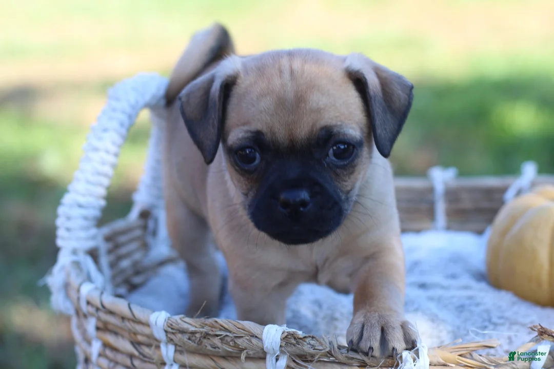 Jug dogs for sale: Bear - Ad 1