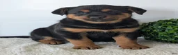 Mixed Breed dogs for sale: Marley - Ad 13