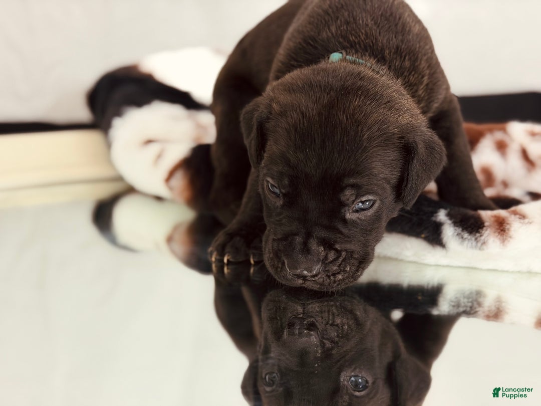 Cane Corso dogs for sale: Thanos - Ad 4
