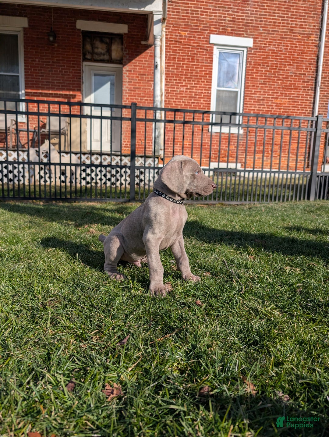 Weimaraner dogs for sale: Beetle - Ad 7