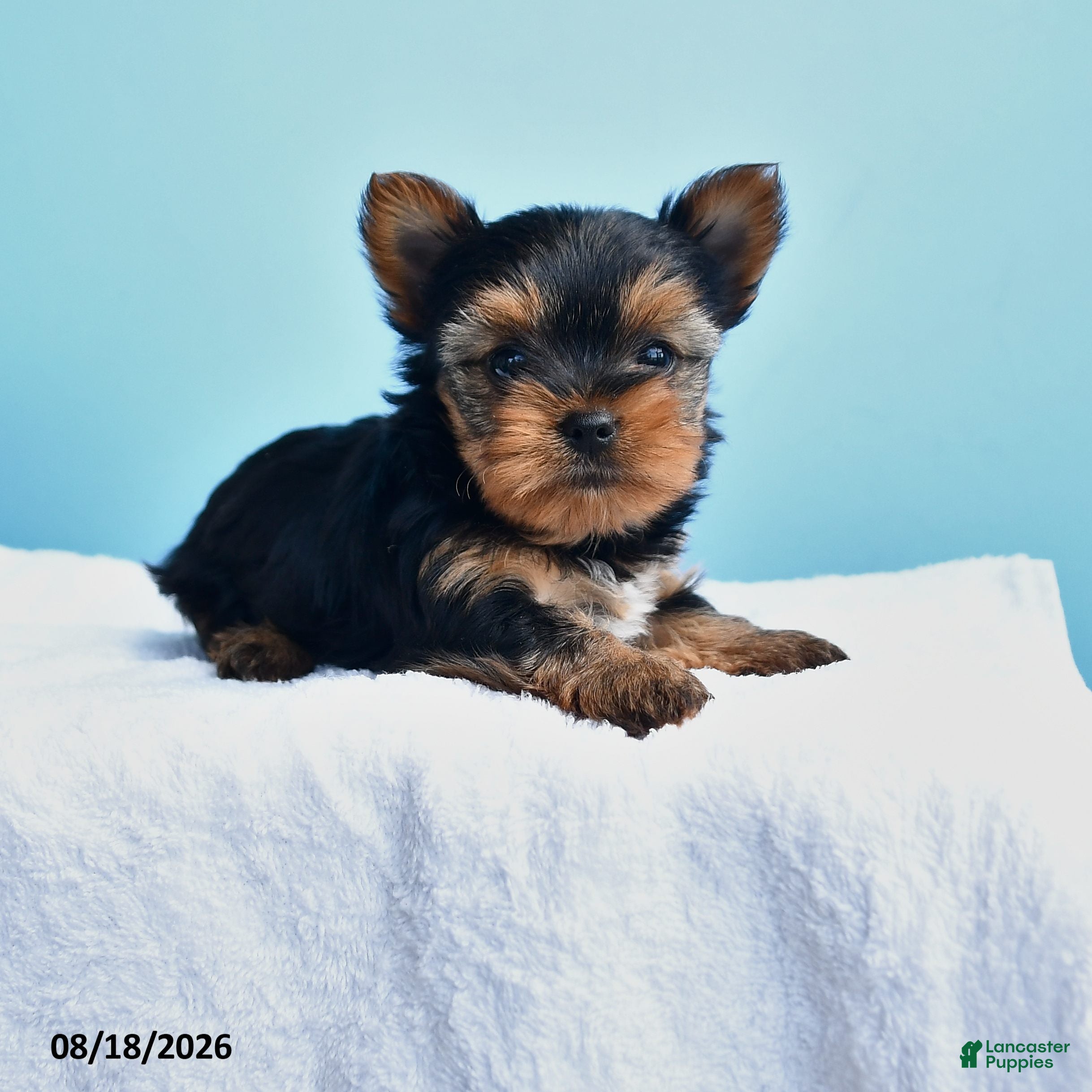 Yorkshire Terrier dogs for sale: Eve - Ad 2