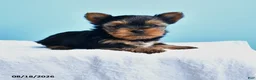 Yorkshire Terrier dogs for sale: Eve - Ad 1