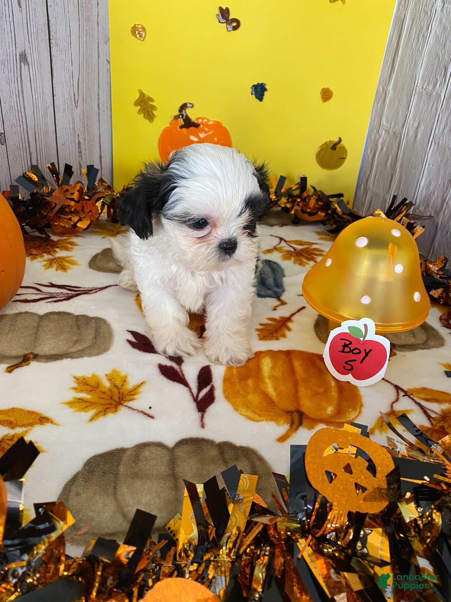 Shih Tzu dogs for sale: Shih Tzu 5 - Ad 1