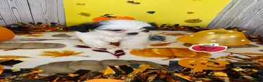 Shih Tzu 5